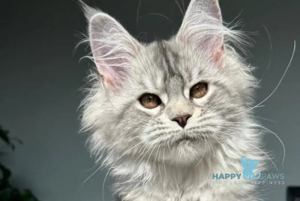 Undina Maine Coon polydactyl female black silver tabby live animals