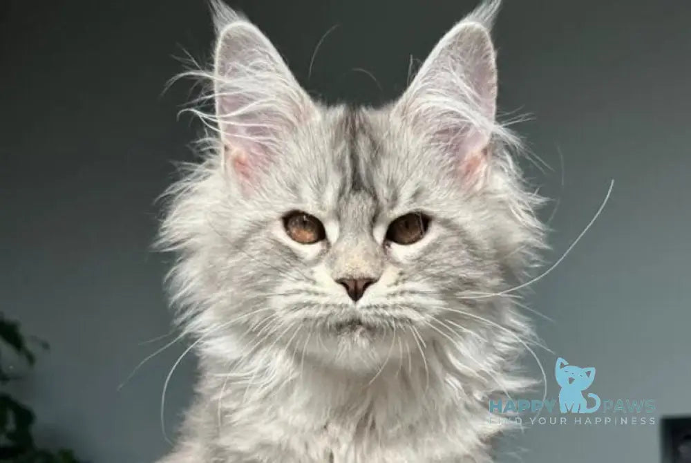 Undina Maine Coon polydactyl female black silver tabby live animals