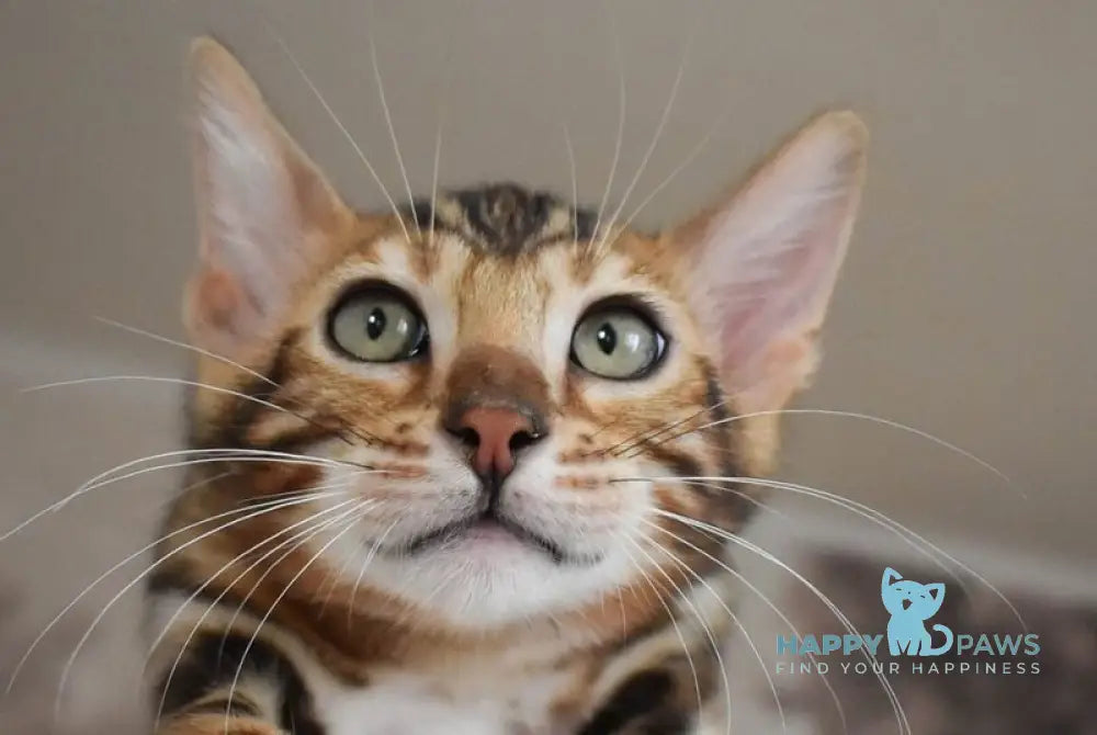 Unicum Bengal male black spotted tabby live animals