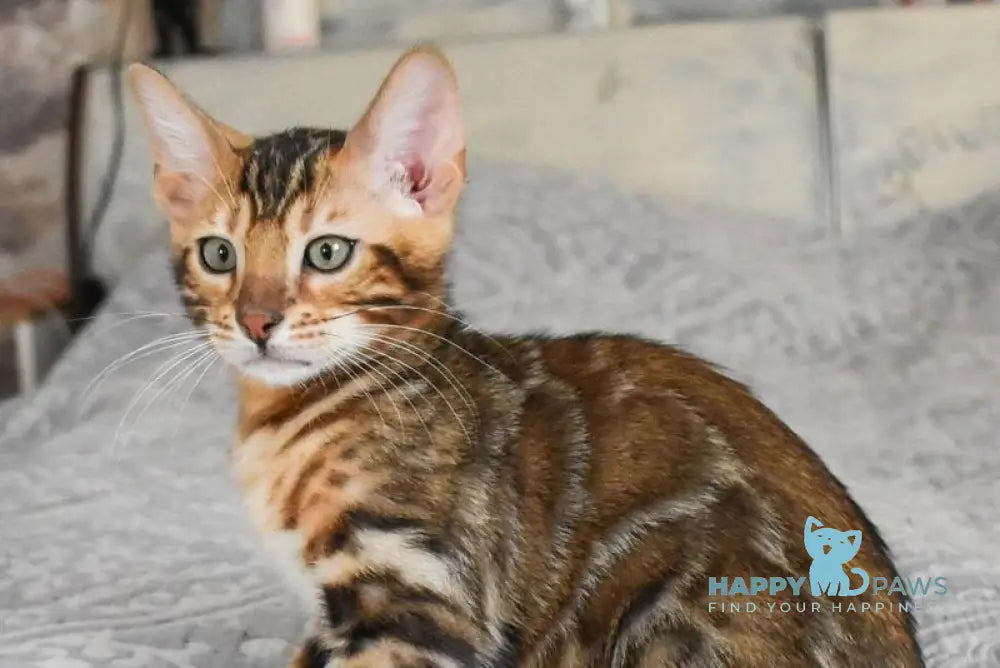 Unicum Bengal male black spotted tabby live animals