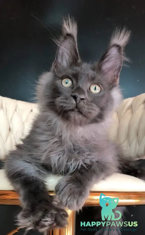 Unicum Boss Maine Coon male blue silver - live animals