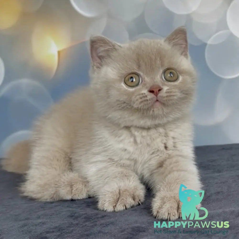 Unik British Shorthair male fawn - live animals