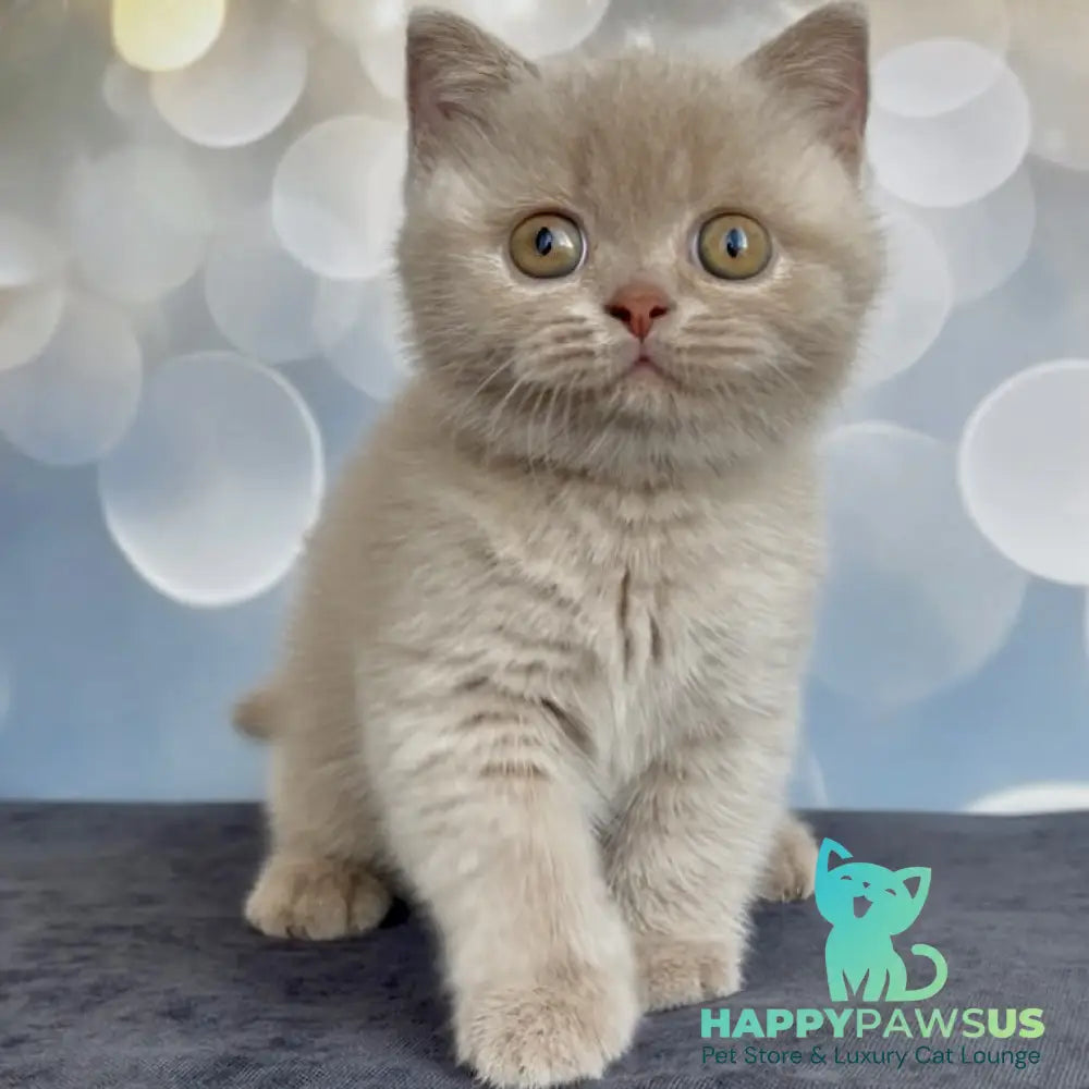 Unik British Shorthair male fawn - live animals