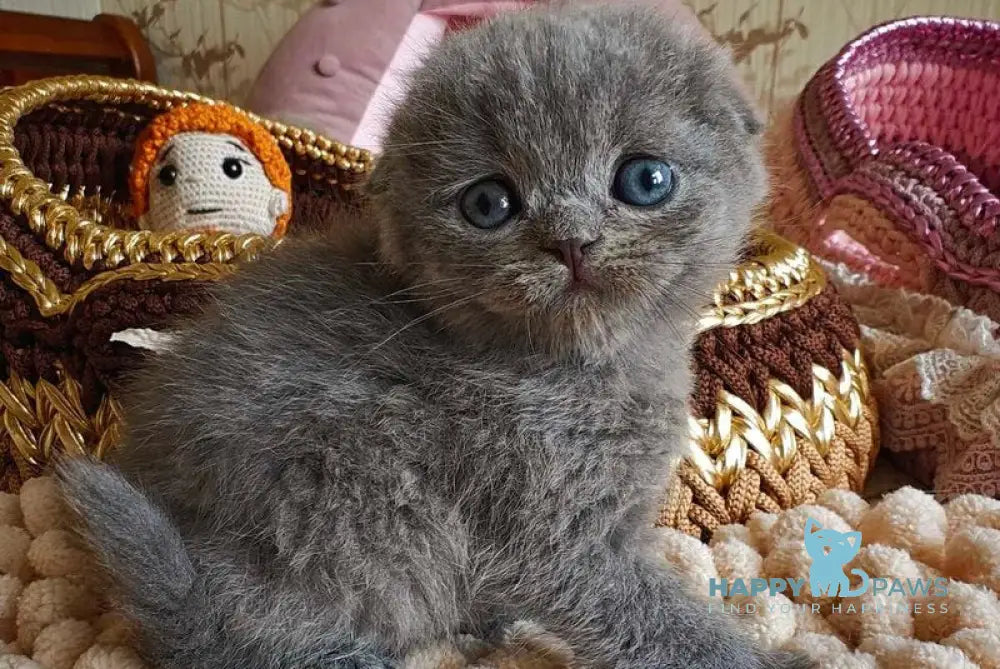 Unik Scottish Fold male blue live animals