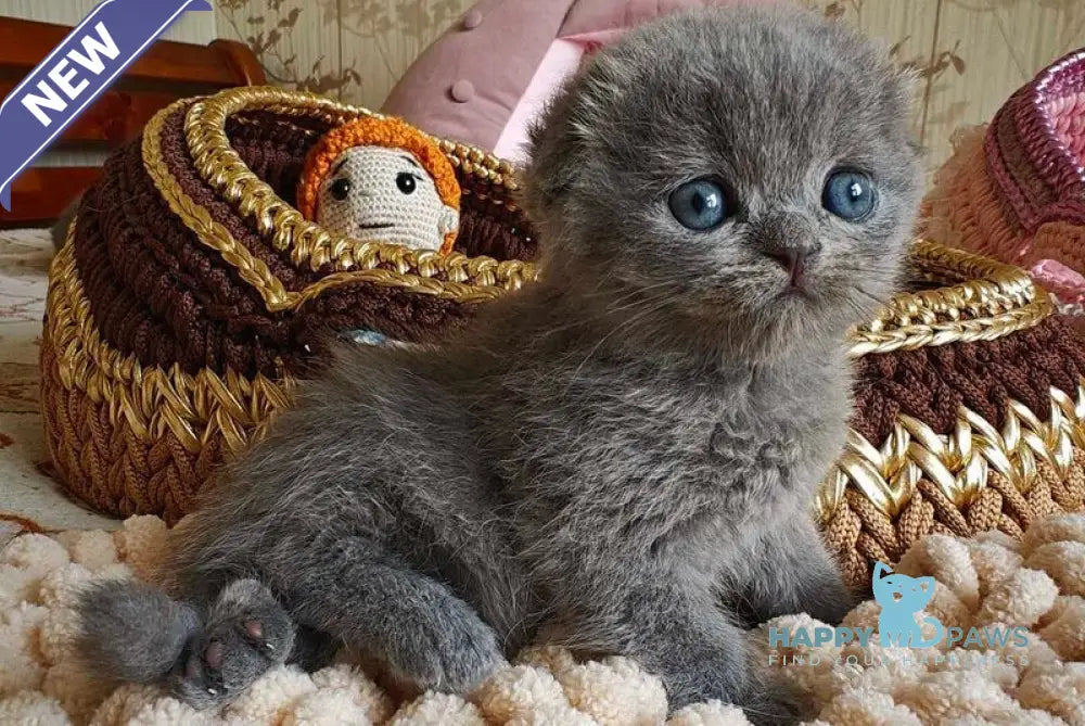Unik Scottish Fold male blue live animals