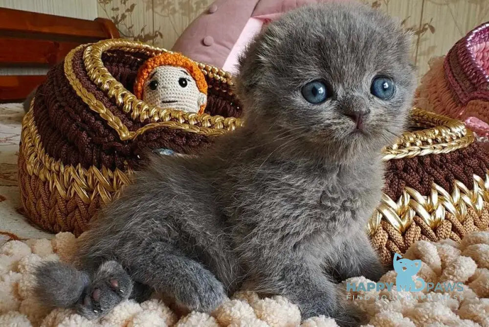 Unik Scottish Fold male blue live animals
