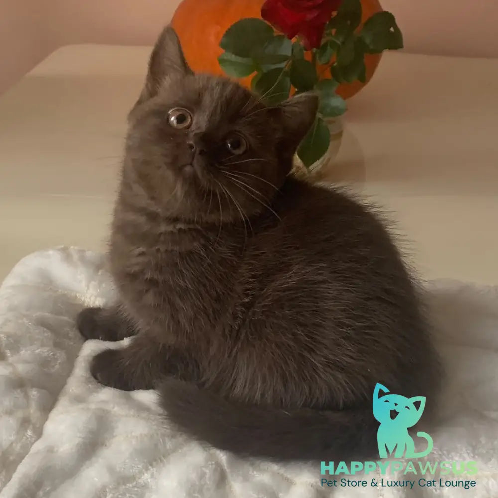 Unika British Shorthair female chocolate