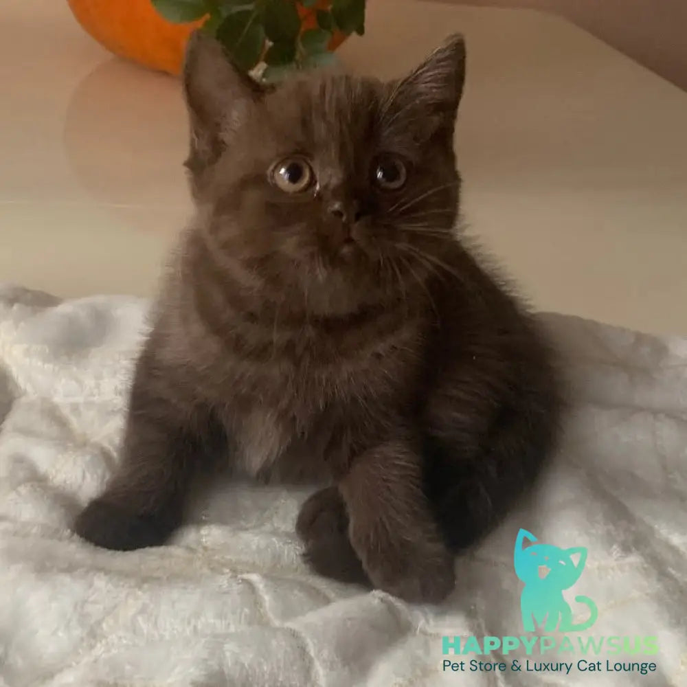 Unika British Shorthair female chocolate