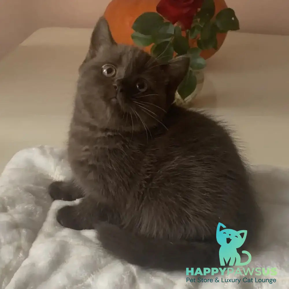 Unika British Shorthair female chocolate