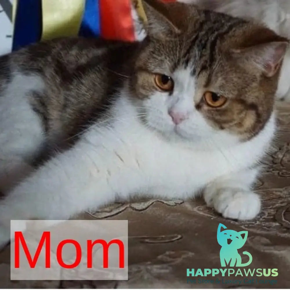 Unika British Shorthair female chocolate