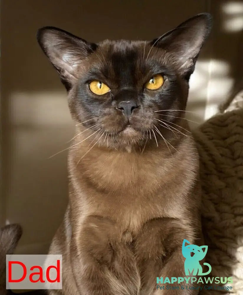 Unika Burmese female black - live animals