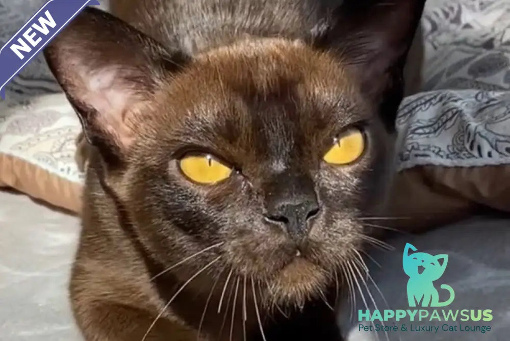 Unika Burmese female black - live animals
