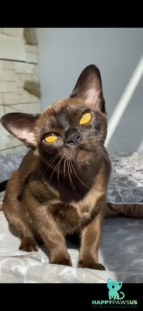 Unika Burmese female black - live animals