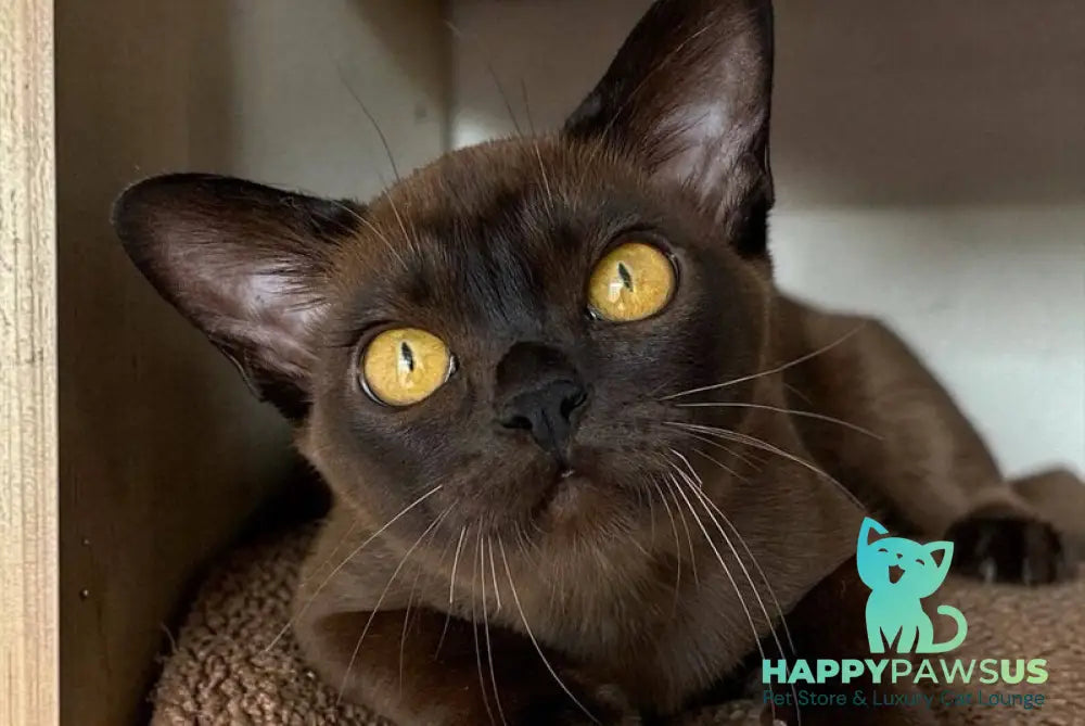 Unika Burmese female black - live animals