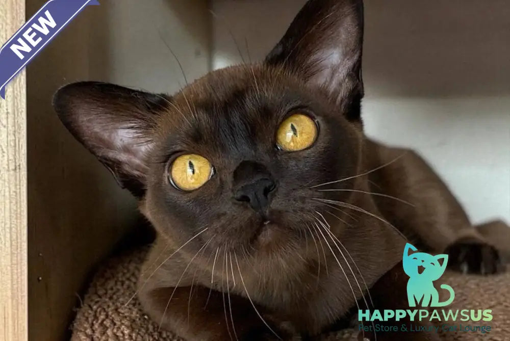 Unika Burmese female black - live animals