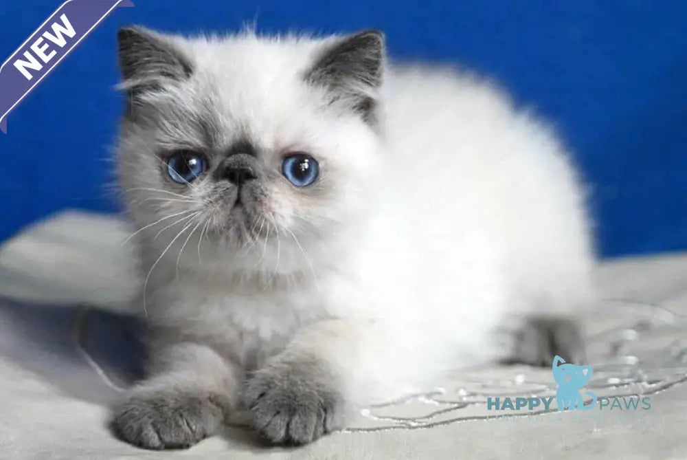 Unikum Exotic male blue pointed live animals