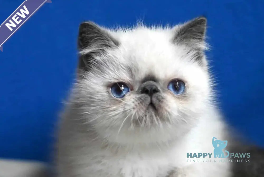 Unikum Exotic male blue pointed live animals