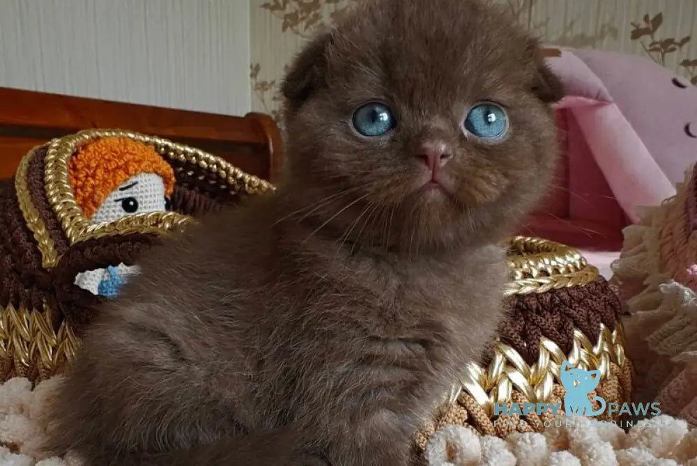 Unikum Scottish Fold male chocolate live animals