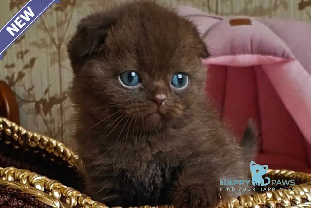 Unikum Scottish Fold male chocolate live animals
