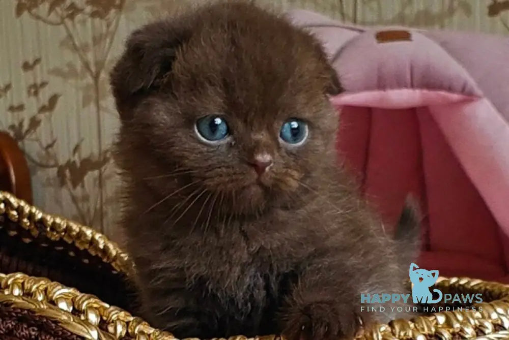 Unikum Scottish Fold male chocolate live animals