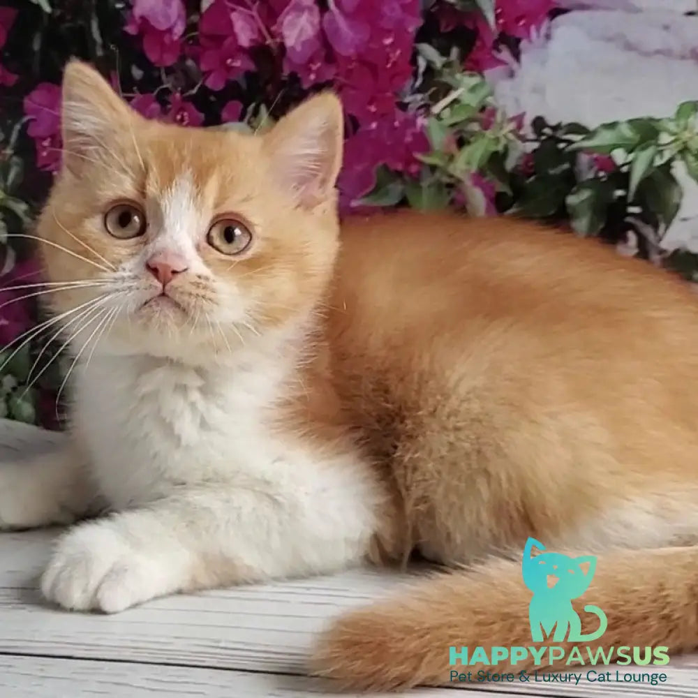 Unique British Shorthair male red bicolour - live animals