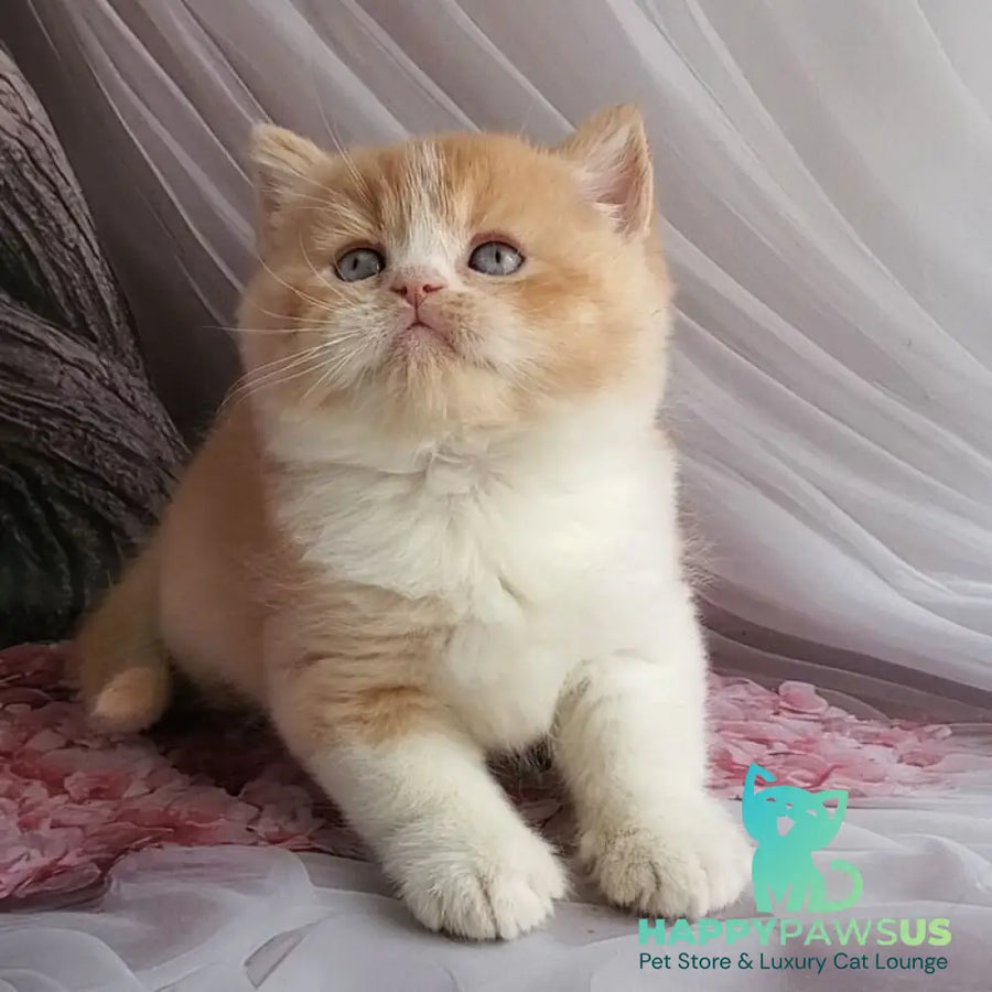 Unique British Shorthair male red bicolour - live animals