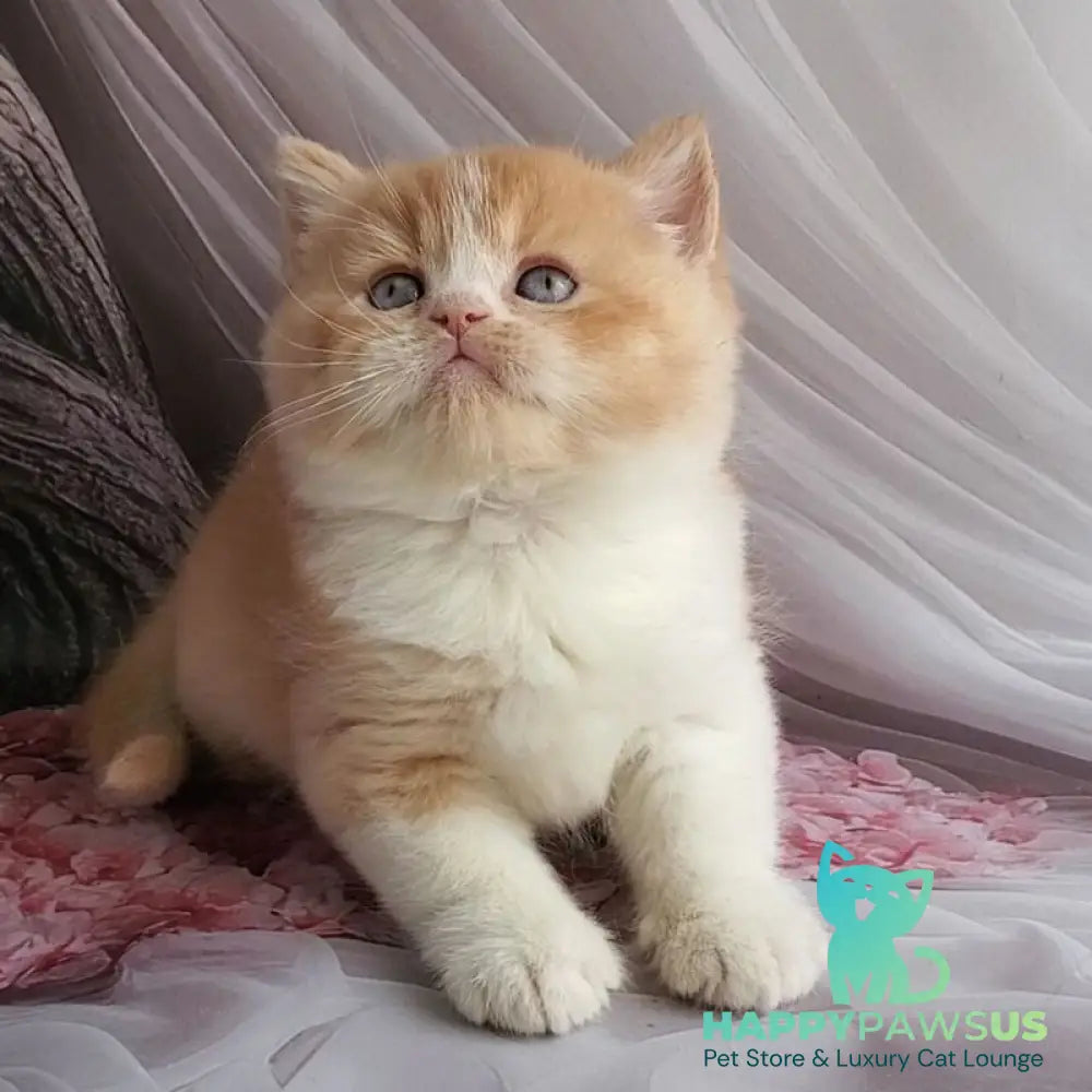 Unique British Shorthair male red bicolour - live animals