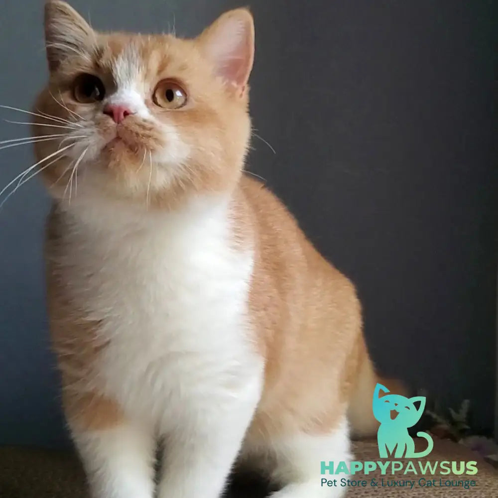 Unique British Shorthair male red bicolour - live animals