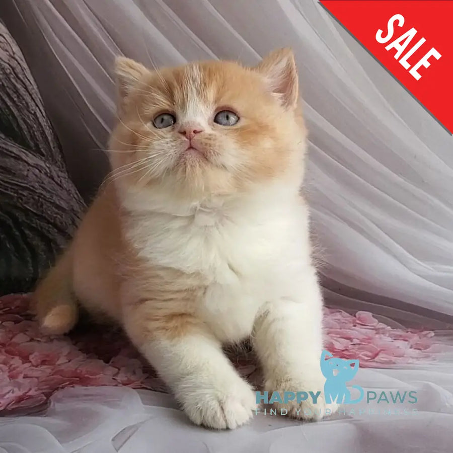 Unique British Shorthair male red bicolour - live animals