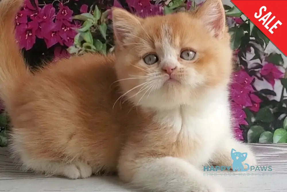 Unique British Shorthair male red bicolour - live animals