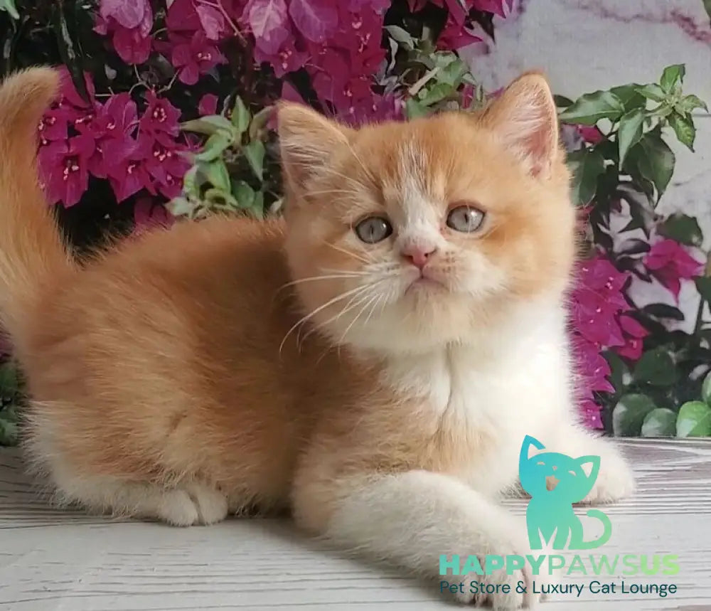 Unique British Shorthair male red bicolour - live animals