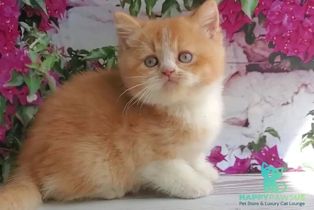 Unique British Shorthair male red bicolour - live animals