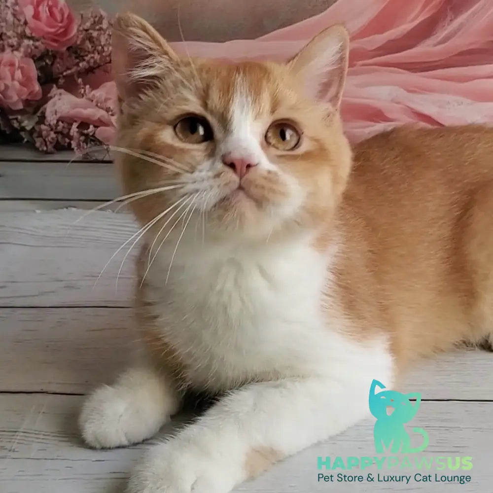 Unique British Shorthair male red bicolour - live animals