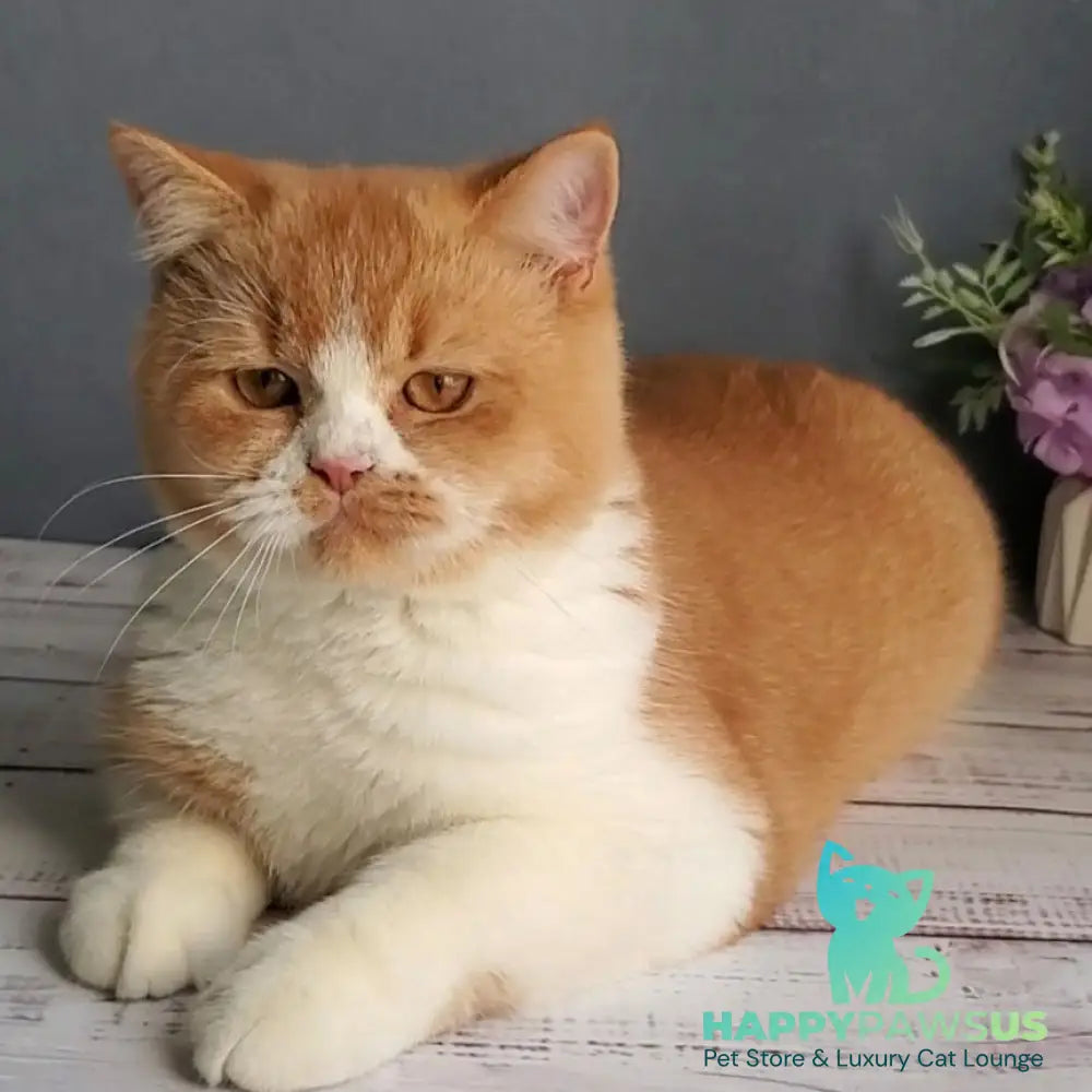 Unique British Shorthair male red bicolour - live animals