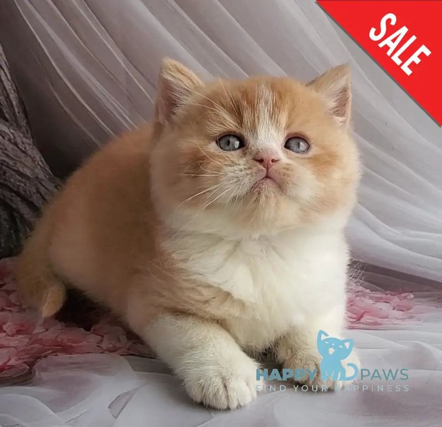 Unique British Shorthair male red bicolour - live animals