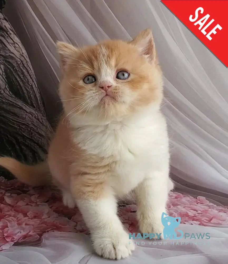 Unique British Shorthair male red bicolour - live animals