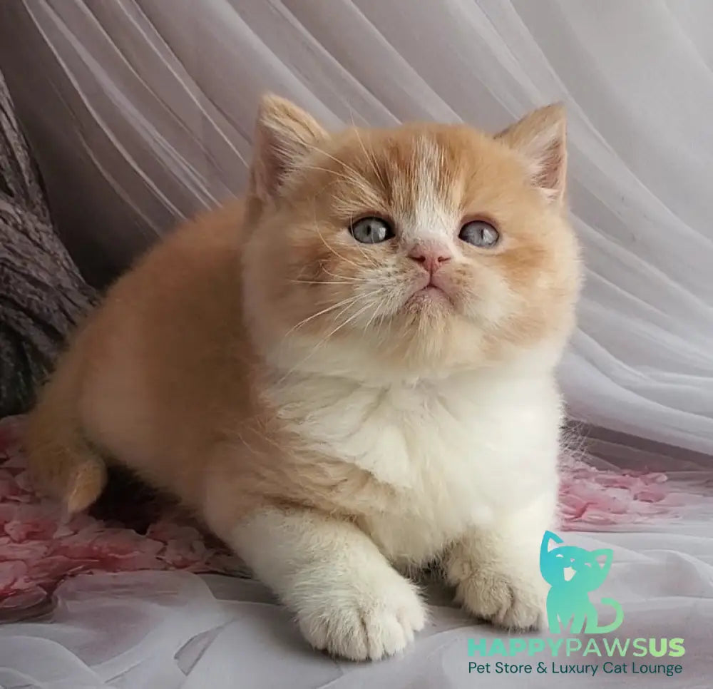 Unique British Shorthair male red bicolour - live animals