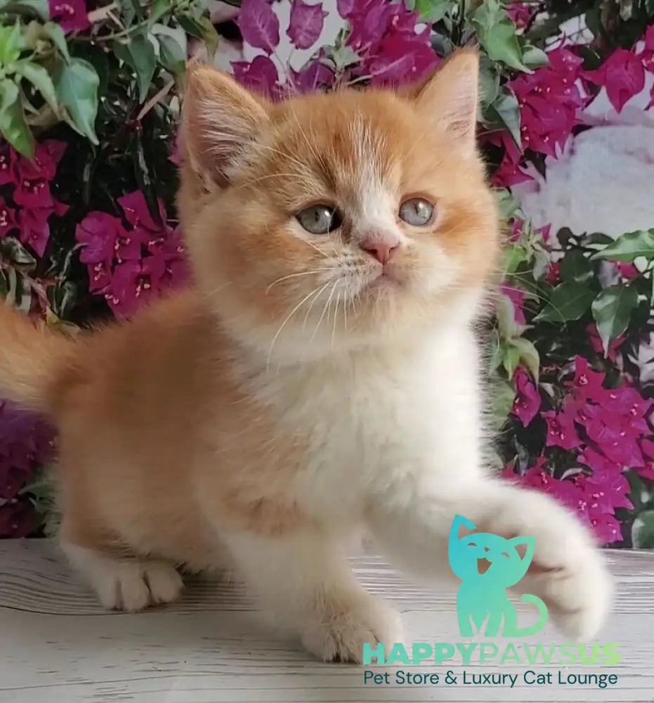 Unique British Shorthair male red bicolour - live animals