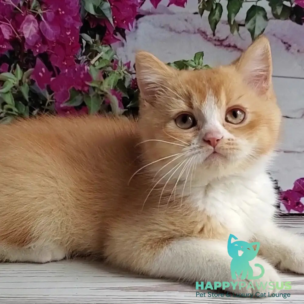 Unique British Shorthair male red bicolour - live animals