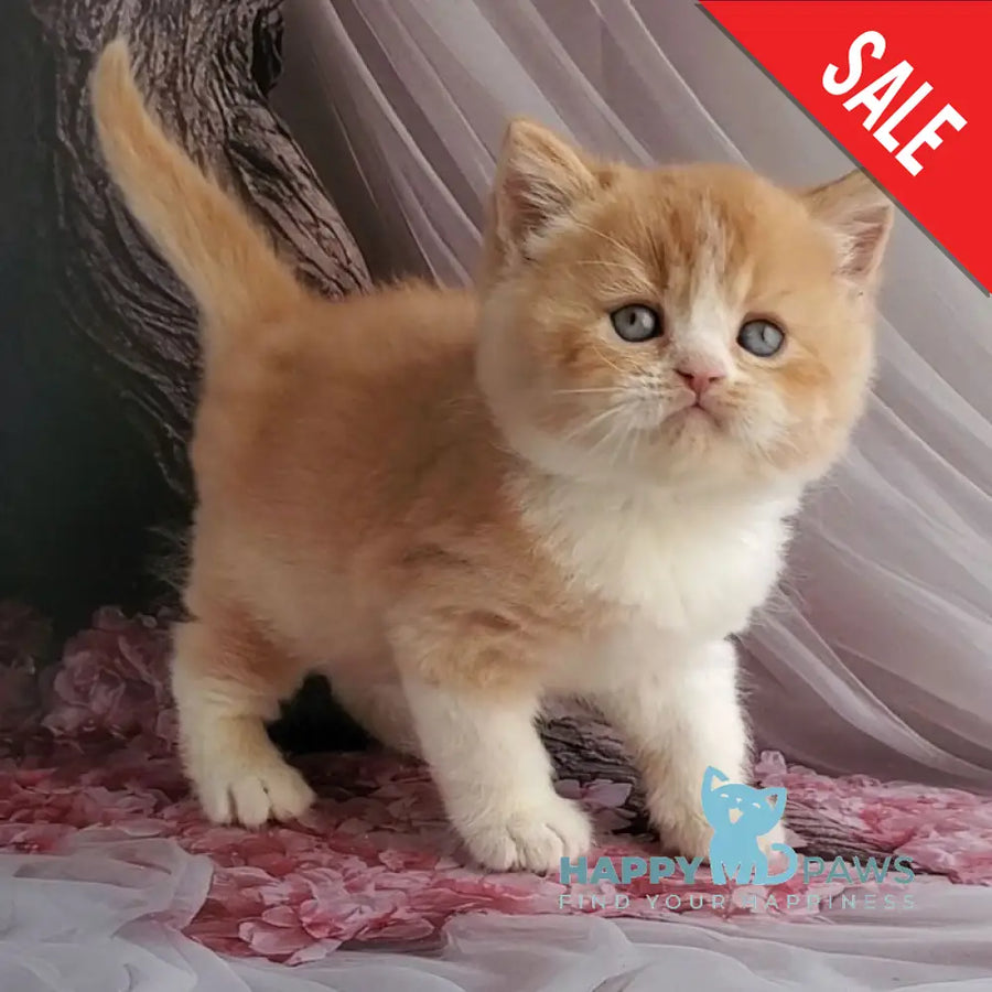 Unique British Shorthair male red bicolour - live animals