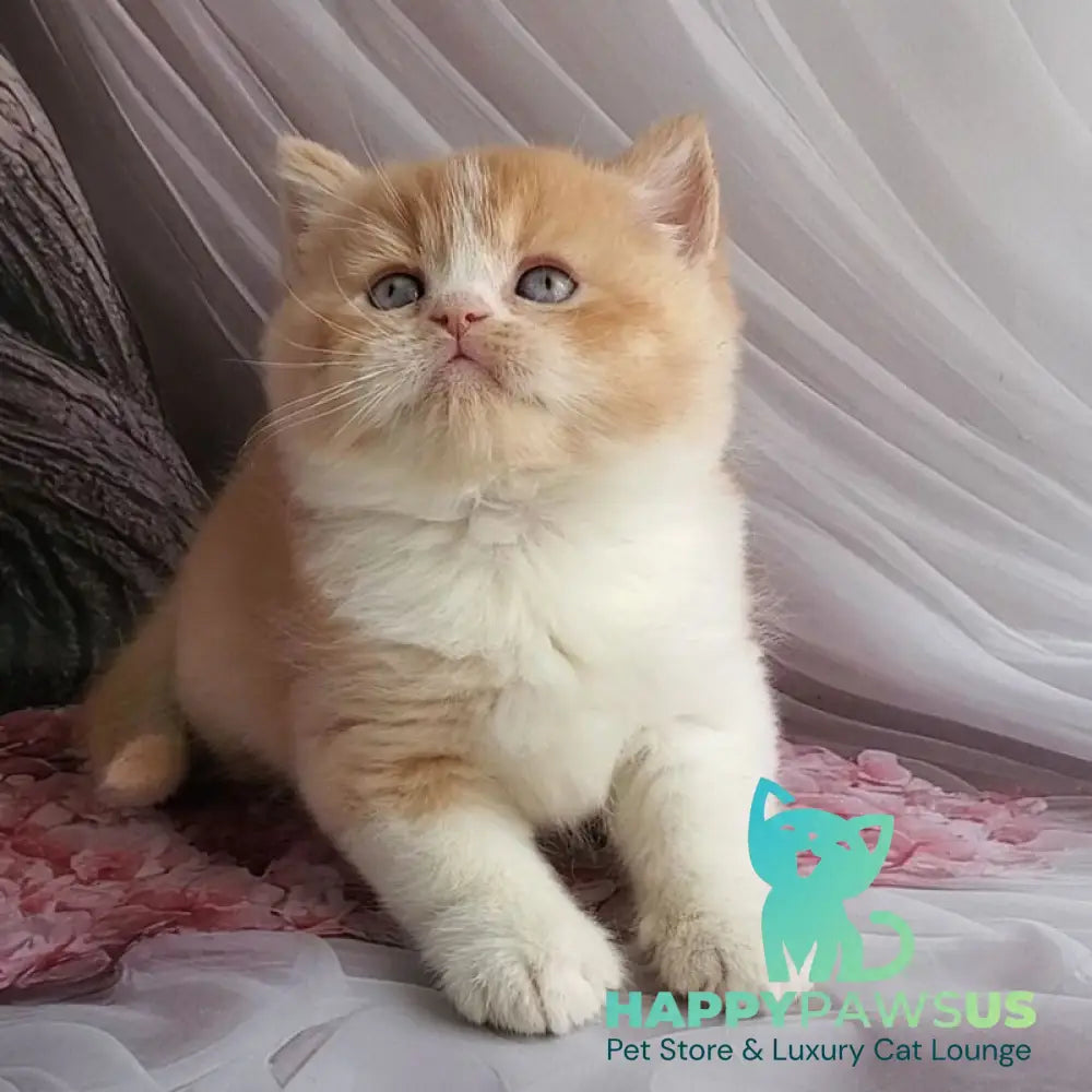 Unique British Shorthair male red bicolour - live animals