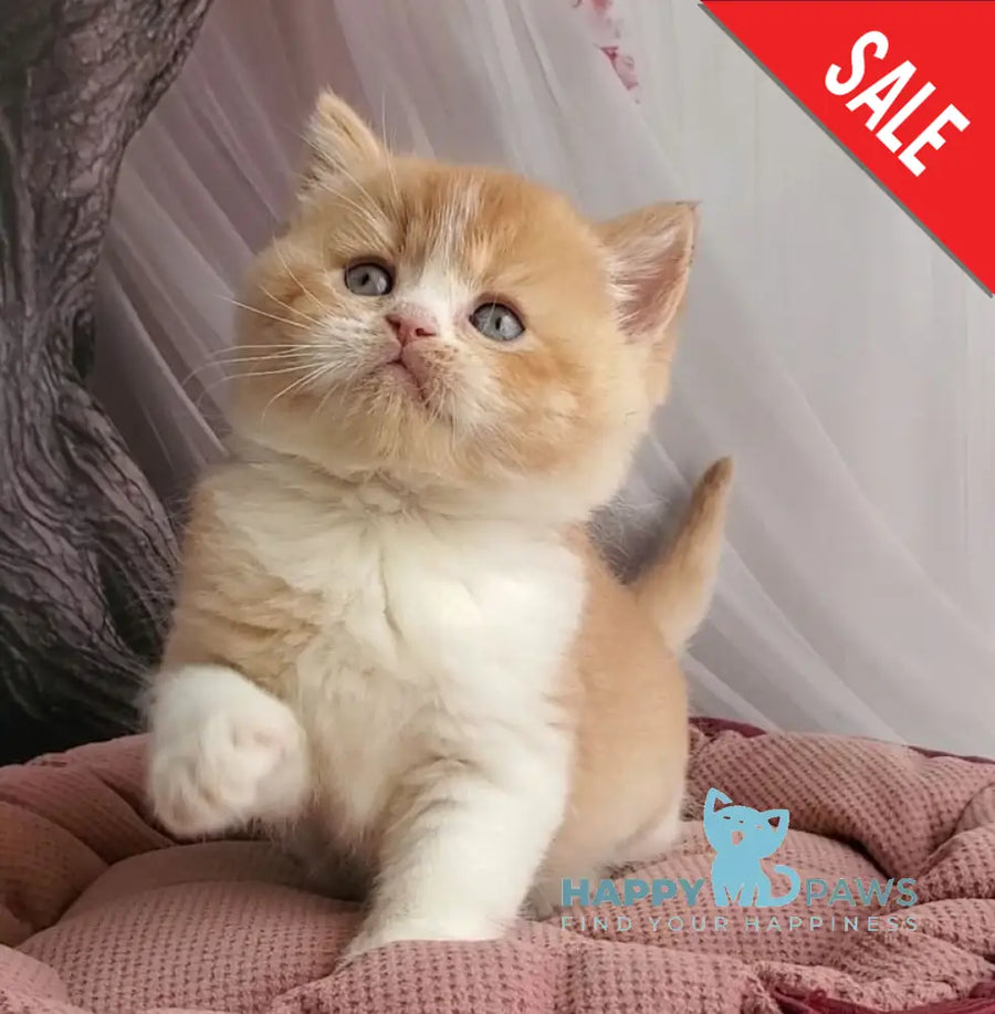 Unique British Shorthair male red bicolour - live animals