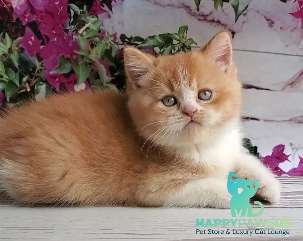 Unique British Shorthair male red bicolour - live animals