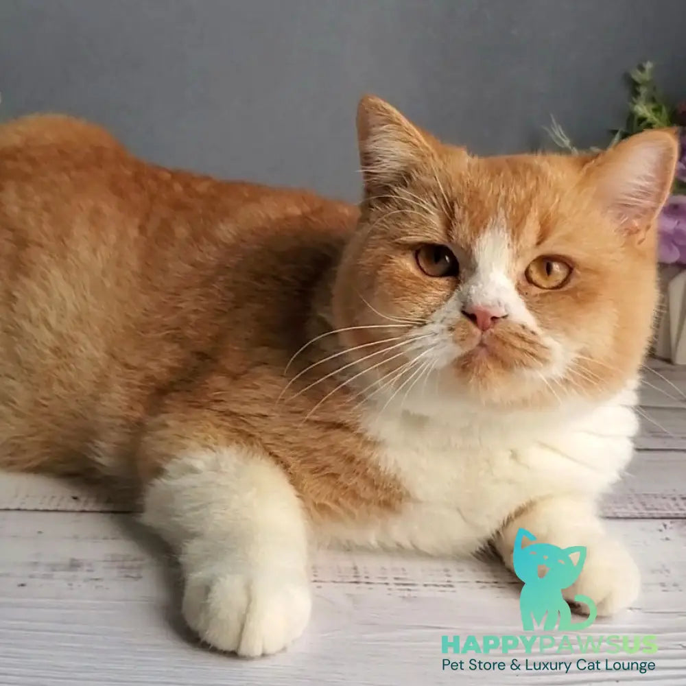 Unique British Shorthair male red bicolour - live animals