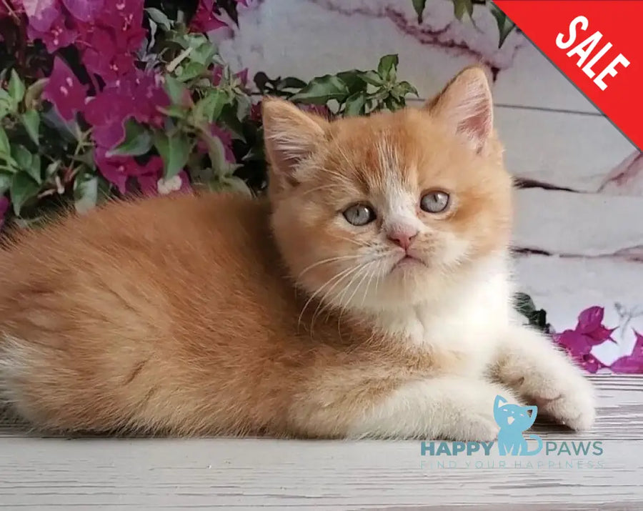 Unique British Shorthair male red bicolour - live animals