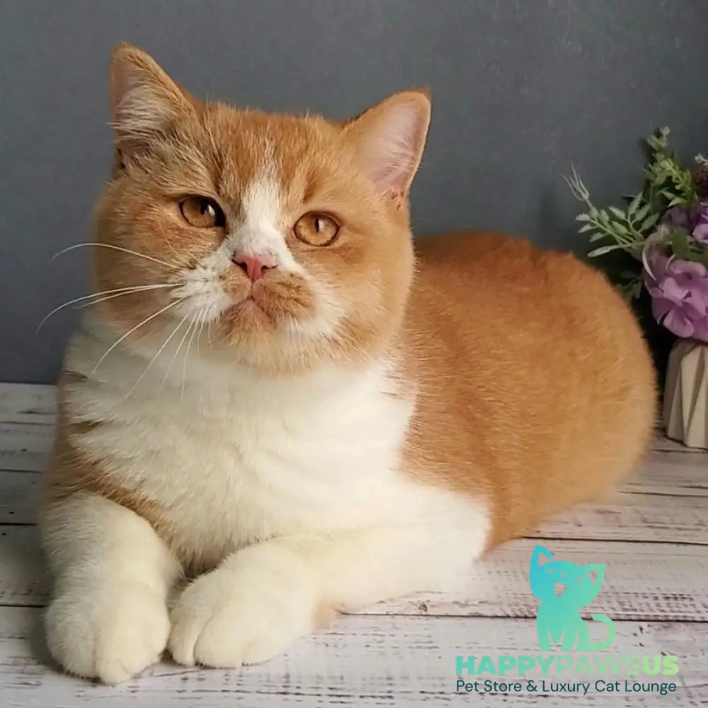 Unique British Shorthair male red bicolour - live animals
