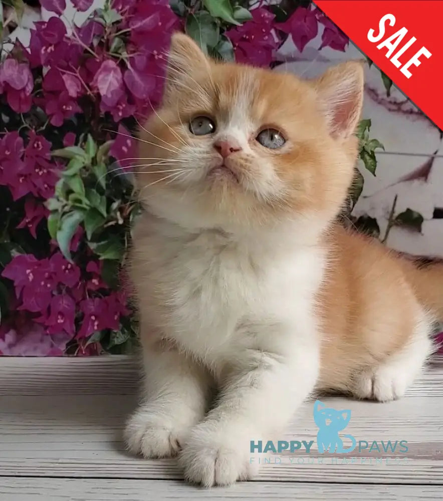 Unique British Shorthair male red bicolour - live animals