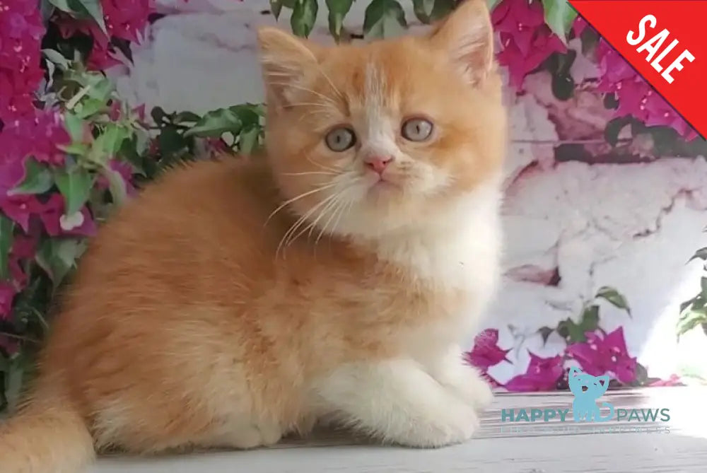 Unique British Shorthair male red bicolour - live animals