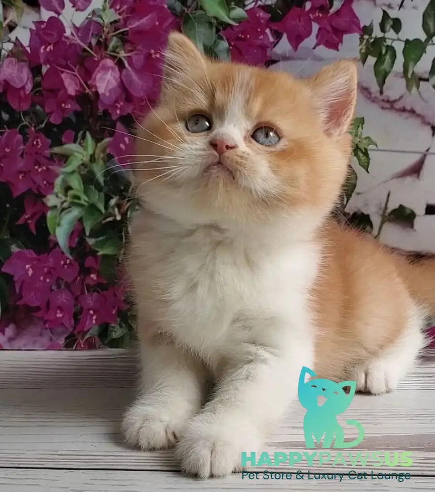 Unique British Shorthair male red bicolour - live animals