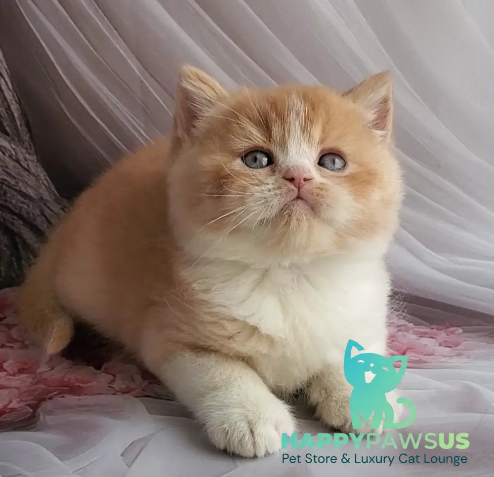 Unique British Shorthair male red bicolour - live animals